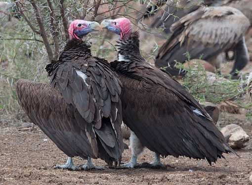 Lappet-faced Vulture pair